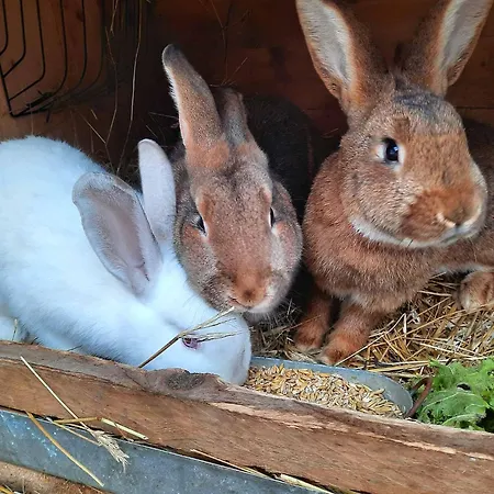 Naturzeit Apartament